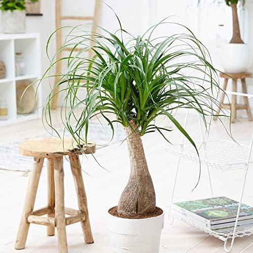 Nolina Potting Mix - Promote Strong Roots and Captivating Form with Our Premium Blend - 4 Quart