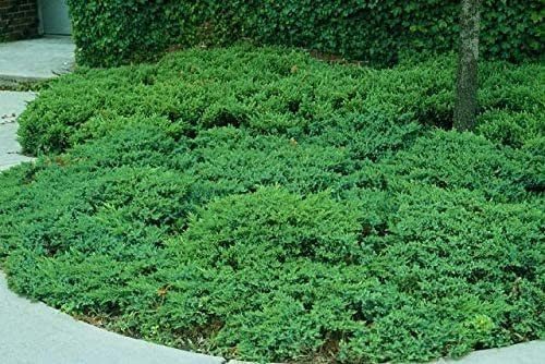 San Jose Juniper | 40 Live Plants | Juniperus Chinensis | Bonsai Drought Tolerant Cold Hardy Evergreen Groundcover