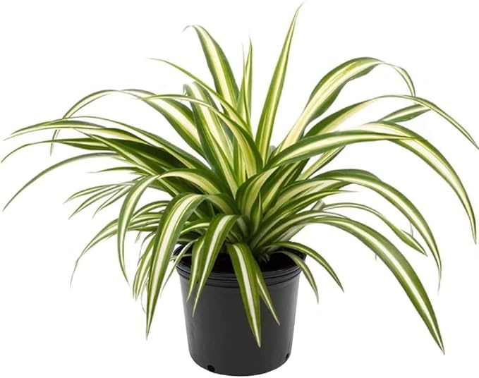 Premium Spider Plant Potting Soil Mix - (5 Quart Bag)