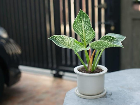 Organic Philodendron Potting Mix by Gardenera - Nourish Your Plants Naturally - 2 QUARTS