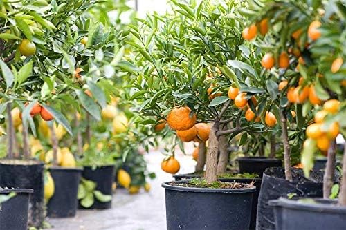 Citrus Tree Potting Soil Mix - 20 Quart - Special Blend for Indoor Oranges, Lemons, Limes and More - (4 Bags of 5 Quart)
