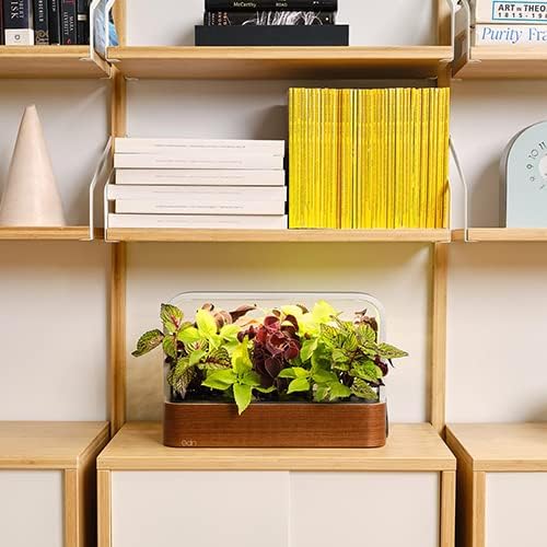 SmallGarden with Basil SeedPods, Indoor Grow Smart Garden for iOS Devices - Fresh Home Grown Herbs, Plants and Flowers - Grow up to 10 Different Plants at Once