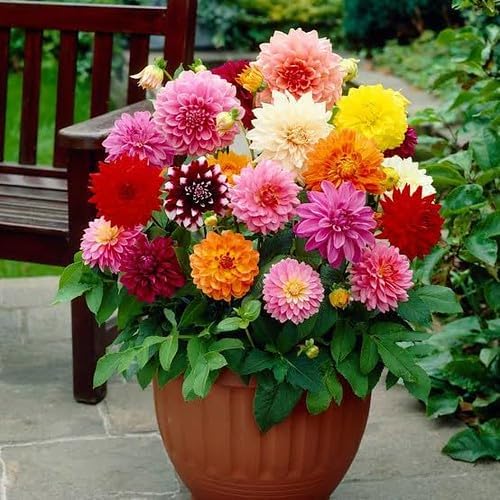 Premium Dahlia Potting Soil Mix - Ideal for Growing Vibrant and Healthy Dahlias - 1 Quart
