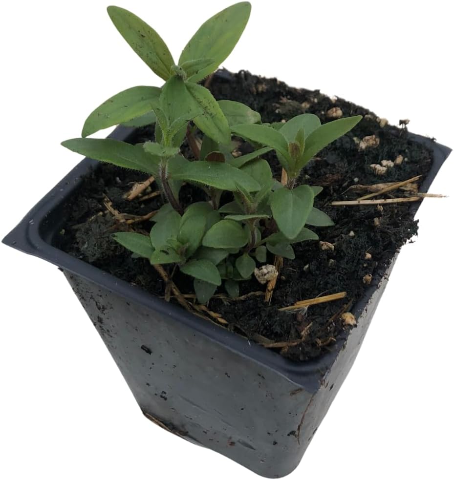 Smoke Camp Crafts Live Organic Hoary Mountain Mint (Pycnanthemum incanum) Plant in 2.5 inch Pot | Native Scented Pollinator Plant White Flowers Silver Leaf Mountain Mint