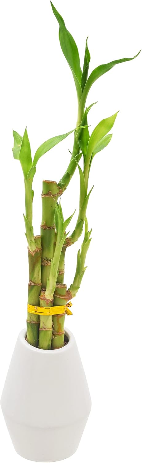 5-Stem Lucky Bamboo, Live Indoor Plant in Dimension II Ceramic Planter for Home, Work, or Gift, White. ***Cannot Ship to Hawaii***