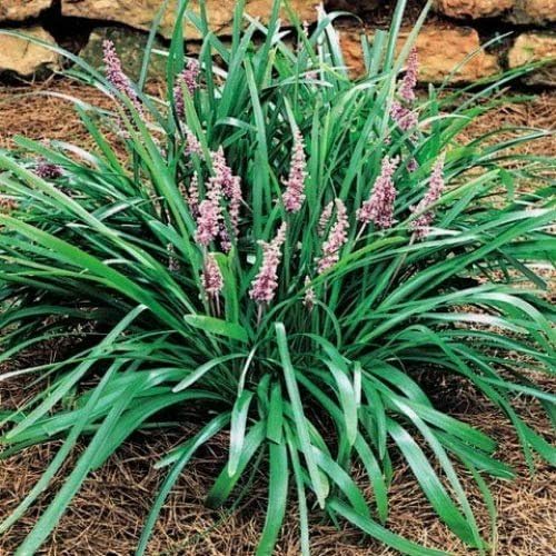Emerald Goddess Liriope Muscari - 30 Live Plants - Drought Tolerant Low Maintenance Evergreen Ground Cover Grass