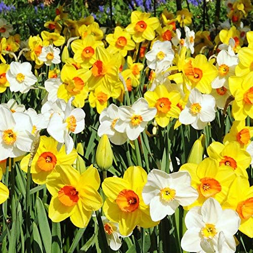 Bulk Mixed Daffodils Flower Bulbs - 250 Bulbs per Pack - Deer Resistant - Good as Cut Flowers - Naturalizing - Perennializing - Easy to Grow Live Plants - Outdoor Garden