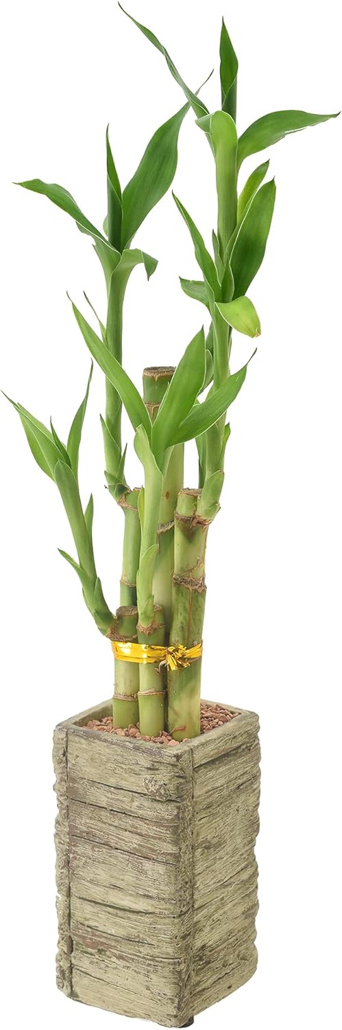 LV24 5-Stem Lucky Bamboo, Live Indoor Plant in Aged Wood Planter for Home, Work, or Gift, Medium ***Cannot Ship to Hawaii***