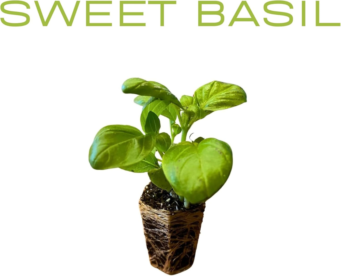 Live Herb Plants Seedling Plug Size – Basil, Thyme, Sage, Oregano, Peppermint & Rosemary | Ready-to-Plant Garden Starter Plugs (Not Potted)