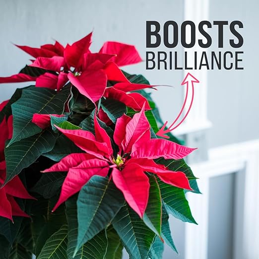 Poinsettia Plant Fertilizer - 3-1-2 NPK - Organic Liquid Plant Food for Christmas Flowers and Trees - 32oz Concentrate