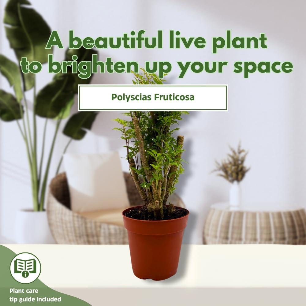 BubbleBlooms Aralia Ming Bonsai Stump Plant Polyscias fruticosa in a 4 inch Pot