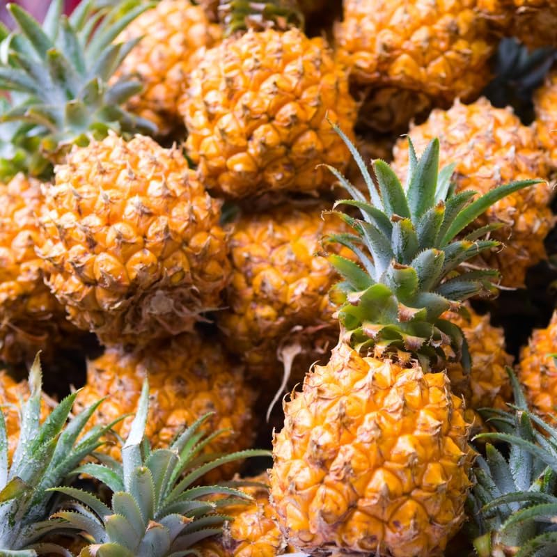 Sugarloaf Pineapple Plant Live for Planting 5 to 8 Inch Tall, Sweet Pineapple Fruit Tree Live Plant, Pineapple Seedling