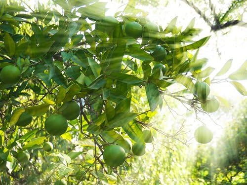 Birthday Persian Lime Tree Gift, Dwarf Citrus Tree, Easy to Grow, Indoor/Outdoor, Unique Birthday Gift for Home Gardeners, by The Magnolia Company, Can't Ship to CA, AL, AZ, LA, TX