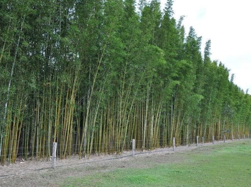 Oldhamii Bamboo | 2 Live Plants | Bambusa Oldhamii | Privacy Screen Bamboo | Fast-Growing Garden Foliage | Tall Decorative Landscape Specimen