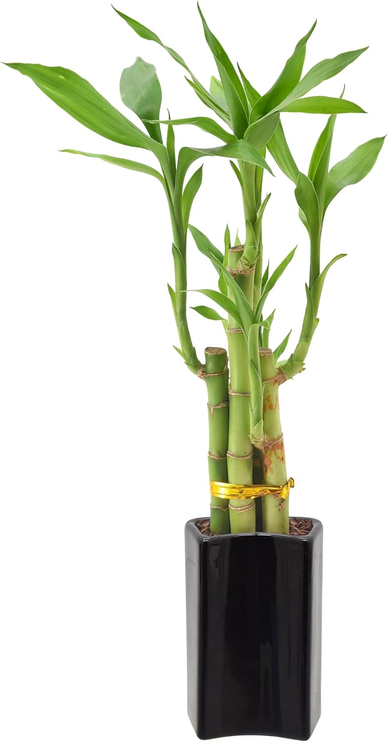 5-Stem Lucky Bamboo, Live Indoor Plant in Contour II Ceramic Planter for Home, Work, or Gift, Black ***Cannot Ship to Hawaii***