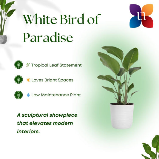 United Nursery White Bird of Paradise – Strelitzia Nicolai in 10” Grower Pot – 32–36 Inches Tall – Large Tropical Indoor Plant – Easy-Care Air-Purifying Floor Plant for Home or Office