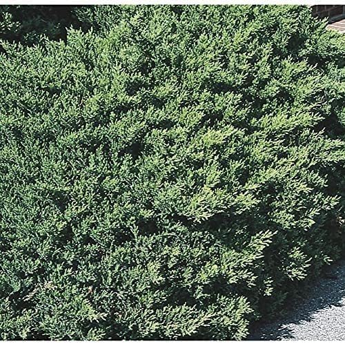 San Jose Juniper | 3 Live Plants | Juniperus Chinensis | Bonsai Drought Tolerant Cold Hardy Evergreen Groundcover