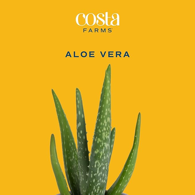 Costa Farms Aloe Vera (2 Pack), Live Succulent Plant, Easy Care Indoor Houseplant in Grower Pot, Natural Room Air Purifier in Soil, Living Room or Office Décor, New House Warming Gift, 12-Inches Tall
