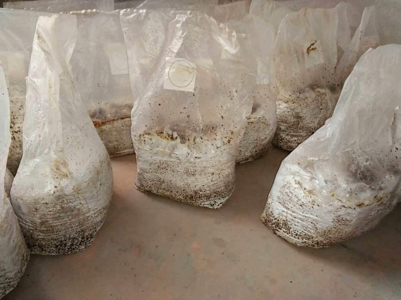 Mushroom Bags,Mushroom Grow Bag Farm-Mushroom Spawn Bags Sealable Spawn Myco Bags,Large Size 8" X 5" X 19",0.5 Micron Filter, 3 Mil Polypropylene,for Su,for Substrate Autoclavable Mushroom Cultivation