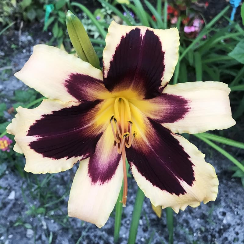 Wild Horses Daylily Flower Bulbs - Daylilies Root - Naturalizing - Perennializing - Easy to Grow Live Plants - Outdoor Garden