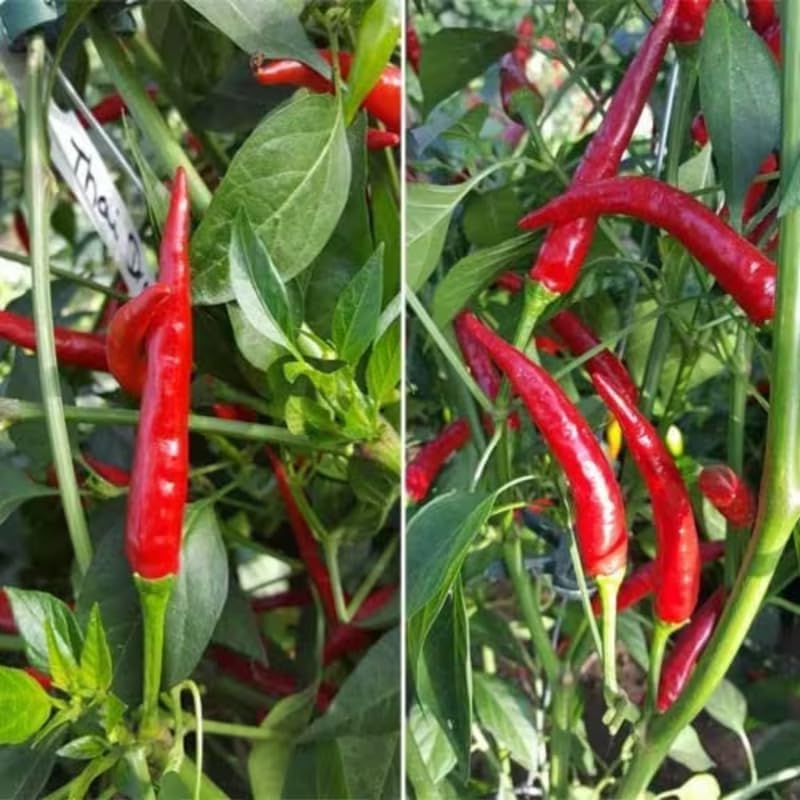 Set 4 Super Hot Peppers Live Plants, 90 Days Old Hot Pepper Chili Plant for Spring Planting, Assorted Color (Super Hot)