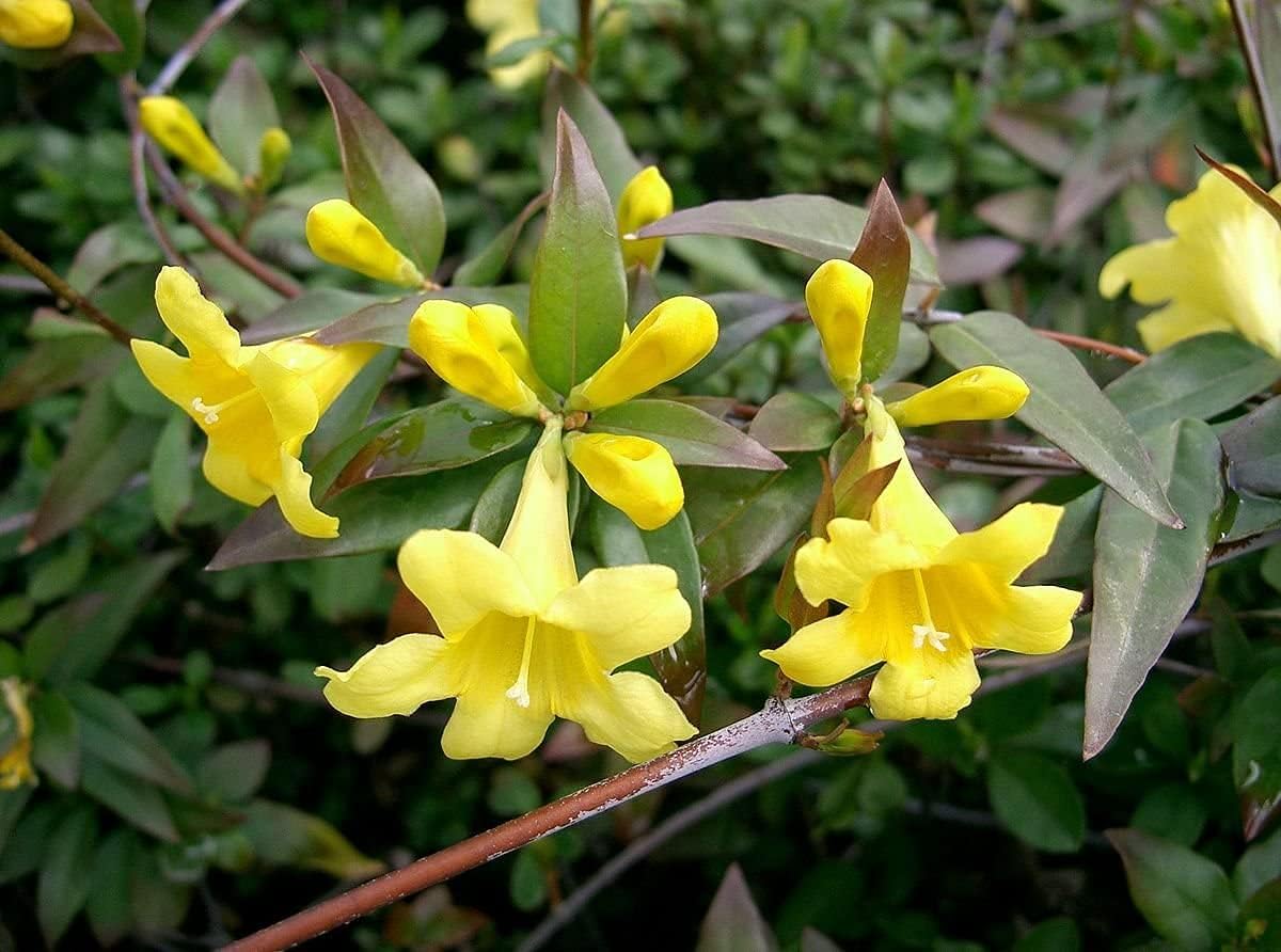Carolina Jasmine | 1 Large Gallon Size Plant | Gelsemium Sempervirens | Fragrant Yellow Blooms, Evergreen Vine, Low Maintenance, Fast Growing, Climbing, Attracts Pollinators, Garden Trellis