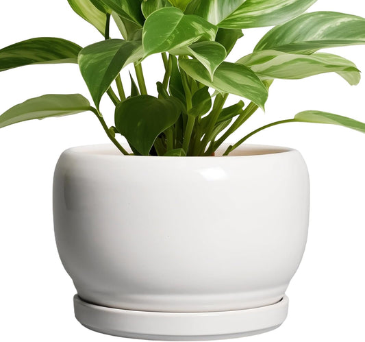 SQOWL Ceramic Planters for Indoor Plants - 8 Inch Plants Pot, Round Outdoor Flower Pot with Drainage Hole and Saucer, Decorative Modern Planter, Kitchen Decor, House Gifts, White