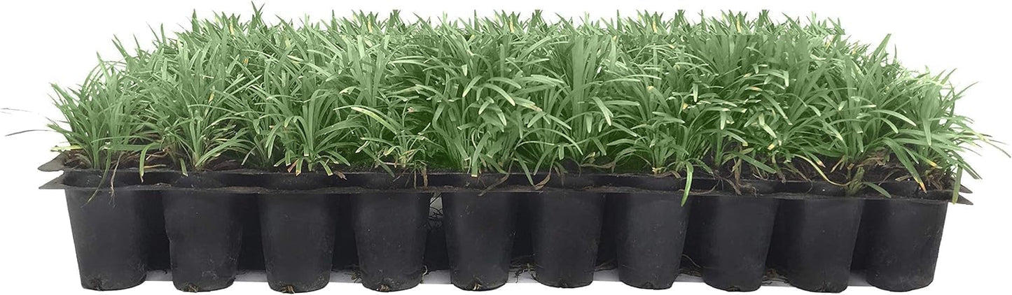 Dwarf Mondo Grass | 3 Live Plants | Japonicus Nanus | Shade Loving Evergreen Lilyturf Groundcover