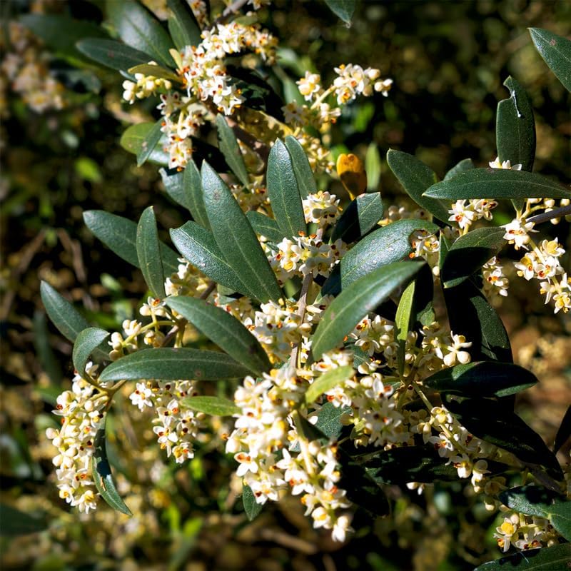 Olive Tree Mission (4 Pack) Real Olea Europaea | Easy to Grow Plants | Great Gift for Celebrations | Grow Your own Food on Your Edible Organic Garden| Edible Fruit Plant Live for Planting|