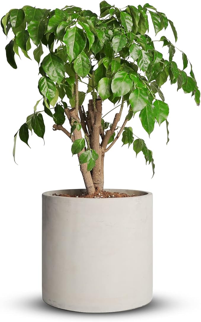 Mozing Cement Plant Pots Indoor - 10 inch Concrete Planter Pot for Planting - Modern Stone Clay Flower Pot with Drainage Hole for Garden, Home, Office Decor, Grey