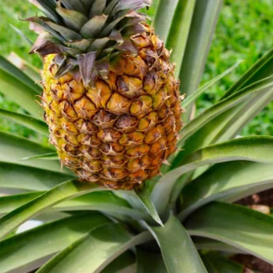 Gold Pineapple Plant Live for Planting 5 to 8 Inch Tall, Sweet Pineapple Fruit Tree Live Plant, Pineapple Seedling