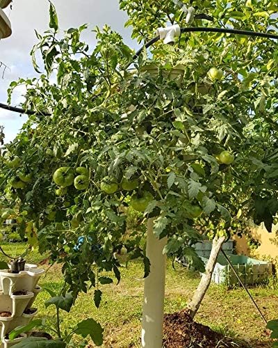 Mr. Stacky Smart Farm - Automatic Self Watering Garden - Grow Fresh Healthy Food Virtually Anywhere Year Round - Soil or Hydroponic Vertical Tower Gardening System (Standard Kit, Black)