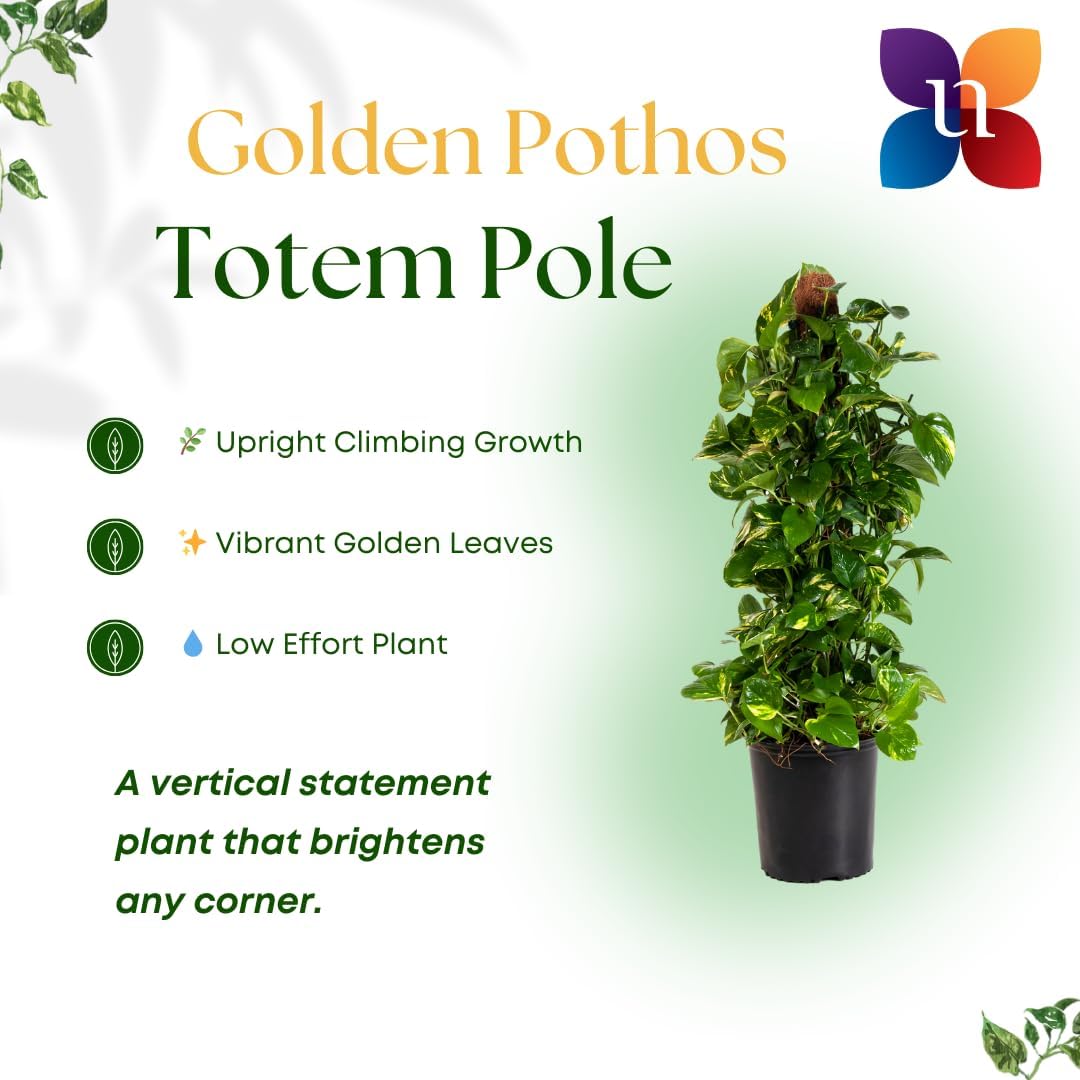 United Nursery Golden Pothos Totem – 10-Inch Pot – 38–42” Tall – Indoor Climbing Houseplant with Heart-Shaped Variegated Leaves – Easy-Care, Air-Purifying Tropical Plant for Home or Office Decor