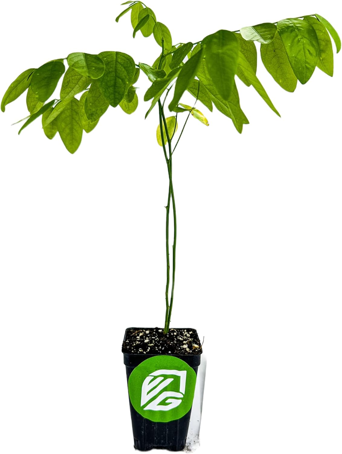 Katuk Tree Live Plant (Sweetleaf Bush) - Sauropus androgynus - Wellspring Gardens Salad Tree Starter Plant - Live Vegetable Plant - Easy to Grow - Ideal for Outdoor & Indoor Planting