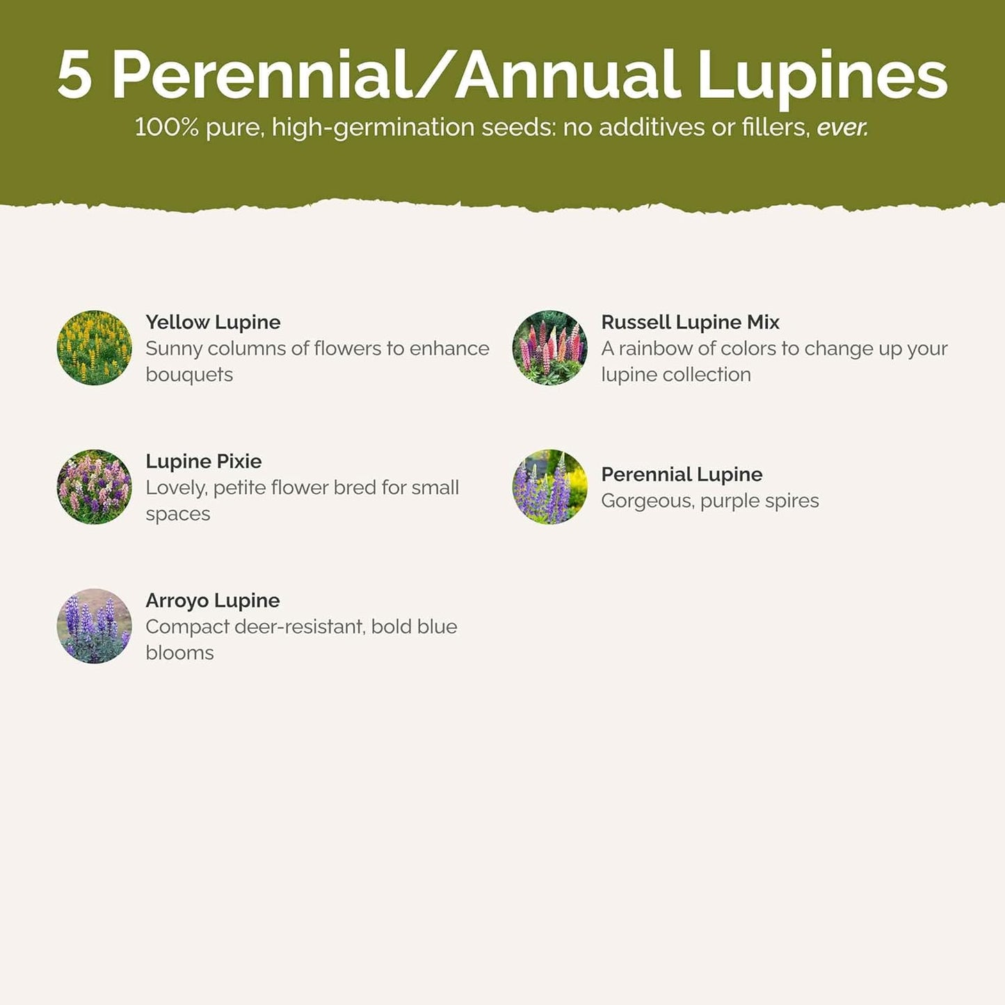 Eden Brothers Lupine Flower Mixed Seeds for Planting, 1/4 lb, 120,000+ Seeds with Russell, Arroyo, Yellow, Sky Lupine | Attracts Pollinators, Plant in Spring or Fall, Zones 3, 4, 5, 6, 7, 8, 9, 10