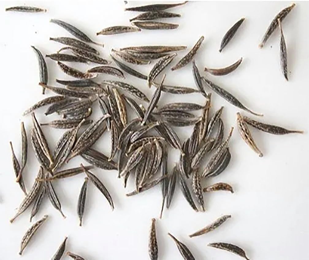 1000 Cosmos Candystripe Seeds - Long Blooming Period in All Zones - 4-5' Tall…