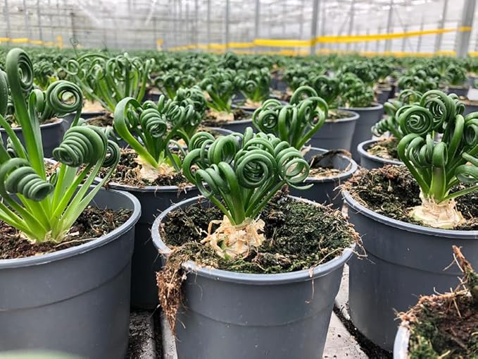 Premium Albuca Spiralis Potting Soil Mix - Perfect Balance of Nutrients, Drainage, and Aeration for Thriving Blooms - 5 Quart