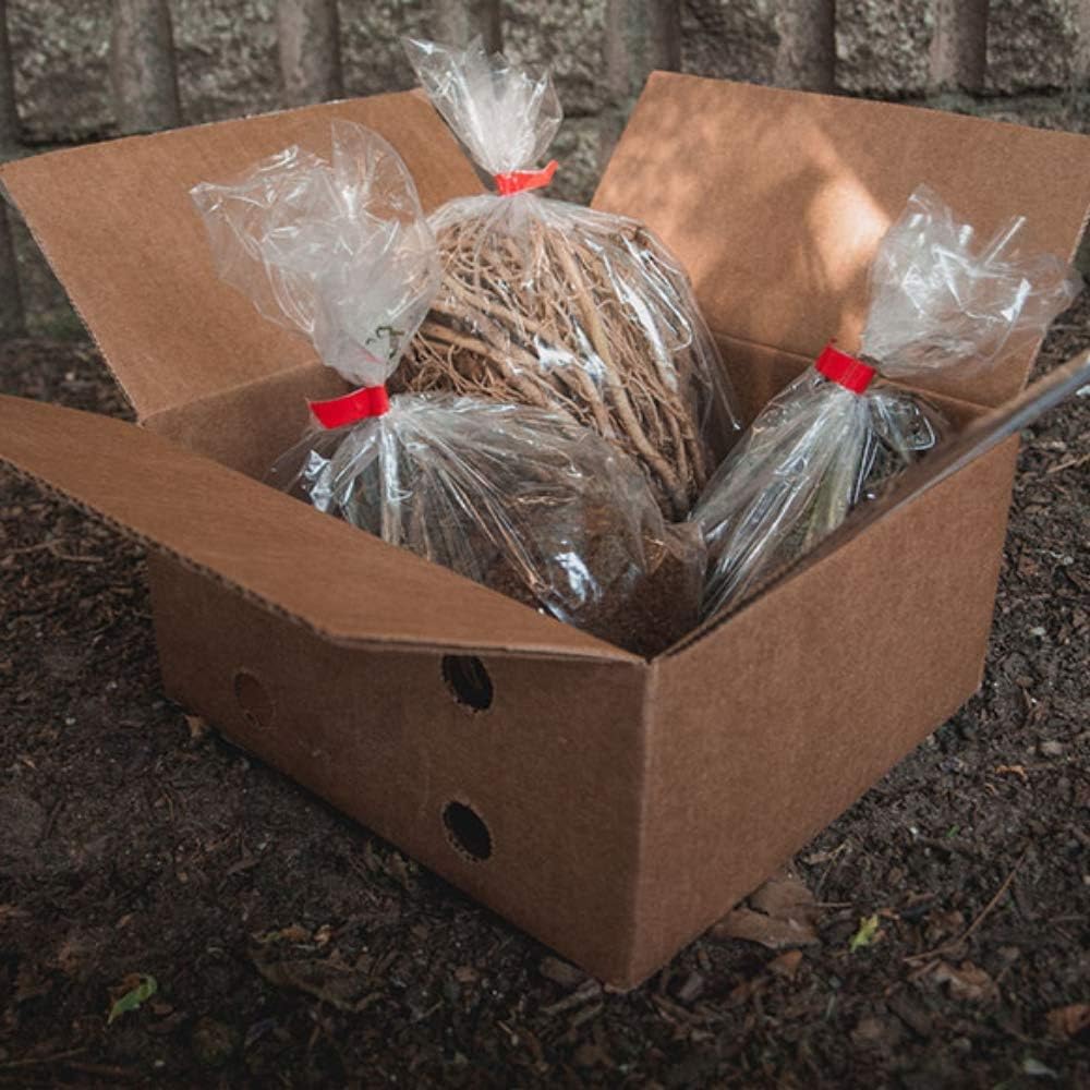 Fantastic Deal - 12 Bare Roots Hosta Plants - Mixed Heart-Shaped Hosta - Rich Green Foliage, Low Maintenance, Heart Shaped Leaves - Indoor and Outdoor