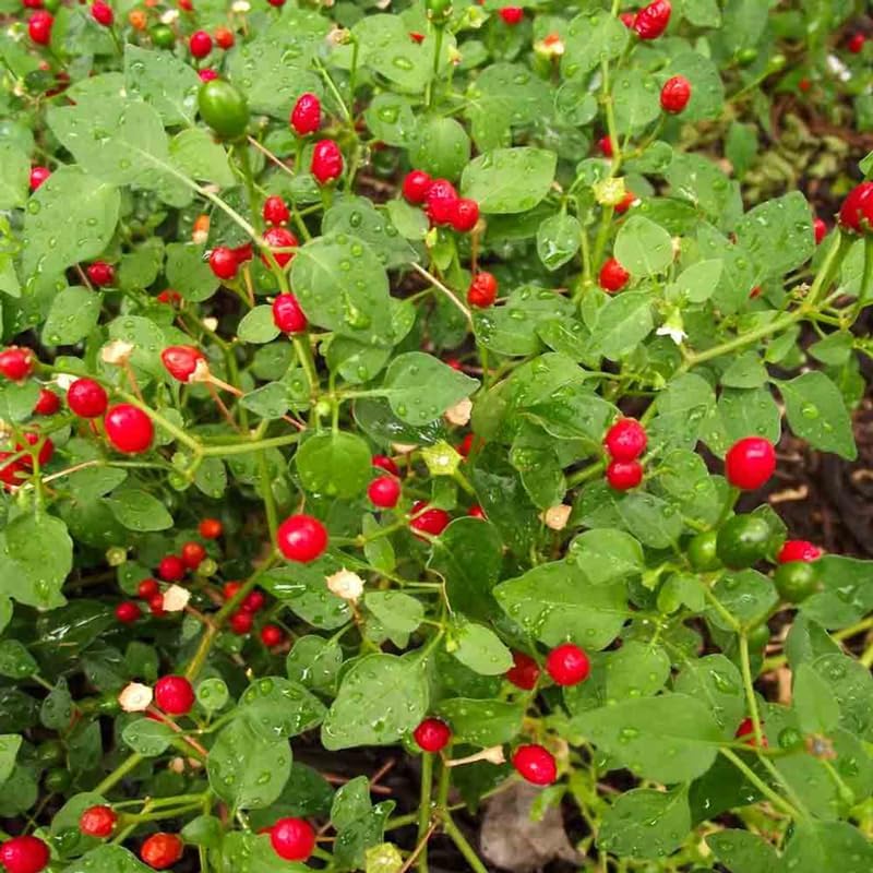 Chiltepin Pepper Live Plant, 120 Days Old Hot Chile Chiltepin Pepper Plants Live, Tepin Chili Pepper Plants, 7 to 10 Inc Tall for Growing