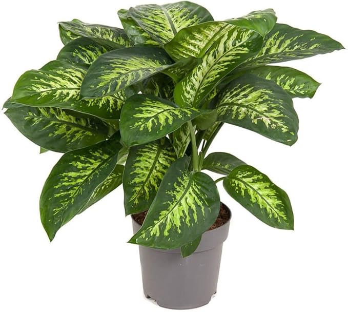 Premium DIEFFENBACHIA Potting Soil Mix - Ideal for Growing Robust and Healthy Dieffenbachia - 1 Quart