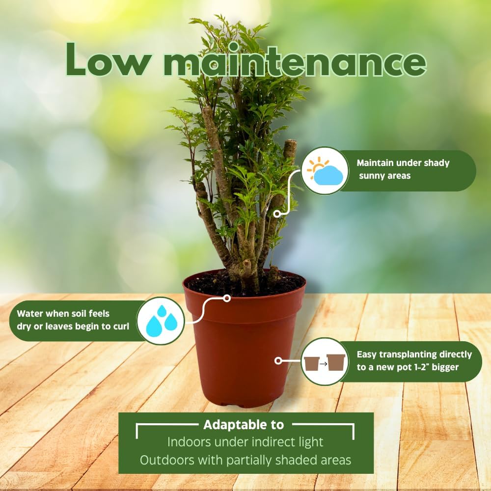 BubbleBlooms Aralia Ming Bonsai Stump Plant Polyscias fruticosa in a 4 inch Pot