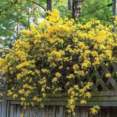 Carolina Jasmine | 3 Live Plants | Gelsemium Sempervirens | Fragrant Yellow Blooms, Evergreen Vine, Low Maintenance, Fast Growing, Climbing, Attracts Pollinators, Garden Trellis