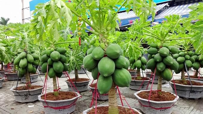 Papaya Plant Potting Mix - Unlock Rich Growth and Flavorful Harvests with Our High-Performance Formula - 20 Quart