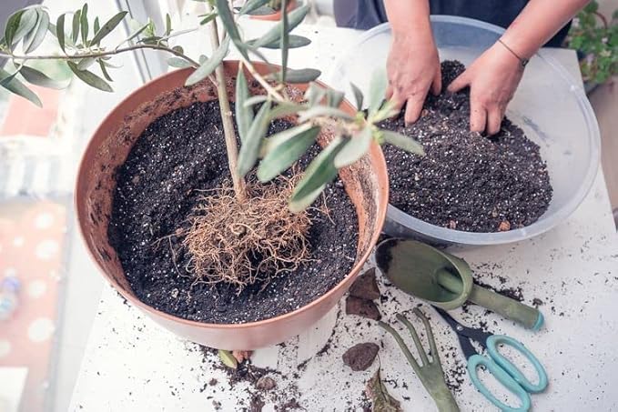 Olive Tree Premium Potting Mix - 10 Quart - Enhanced Growth and Nutrient Retention for Thriving Trees - (2 Bags of 5QT)