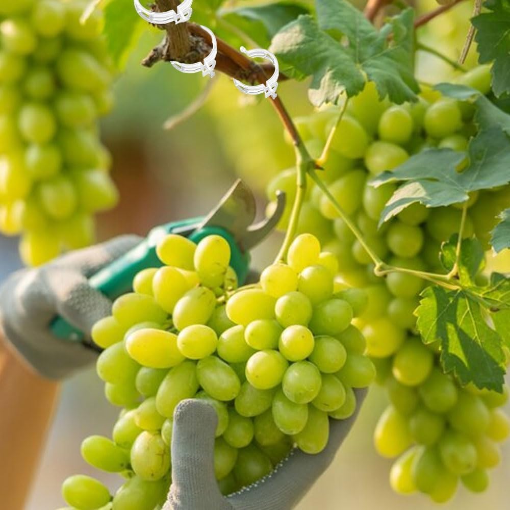 Plant Support Clips Reusable Garden Clips, Secured Plastic Plant Clips, Tomato Support Clips for String Trellis for Climbing Plants Outdoor Indoor Plant Flowers Stem Vine Fixing Clips (100, Black)