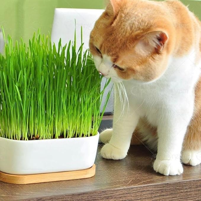 Organic Cat Grass Mix - Grow Nourishing Grass for Your Cat's Delight - 20 QUARTS