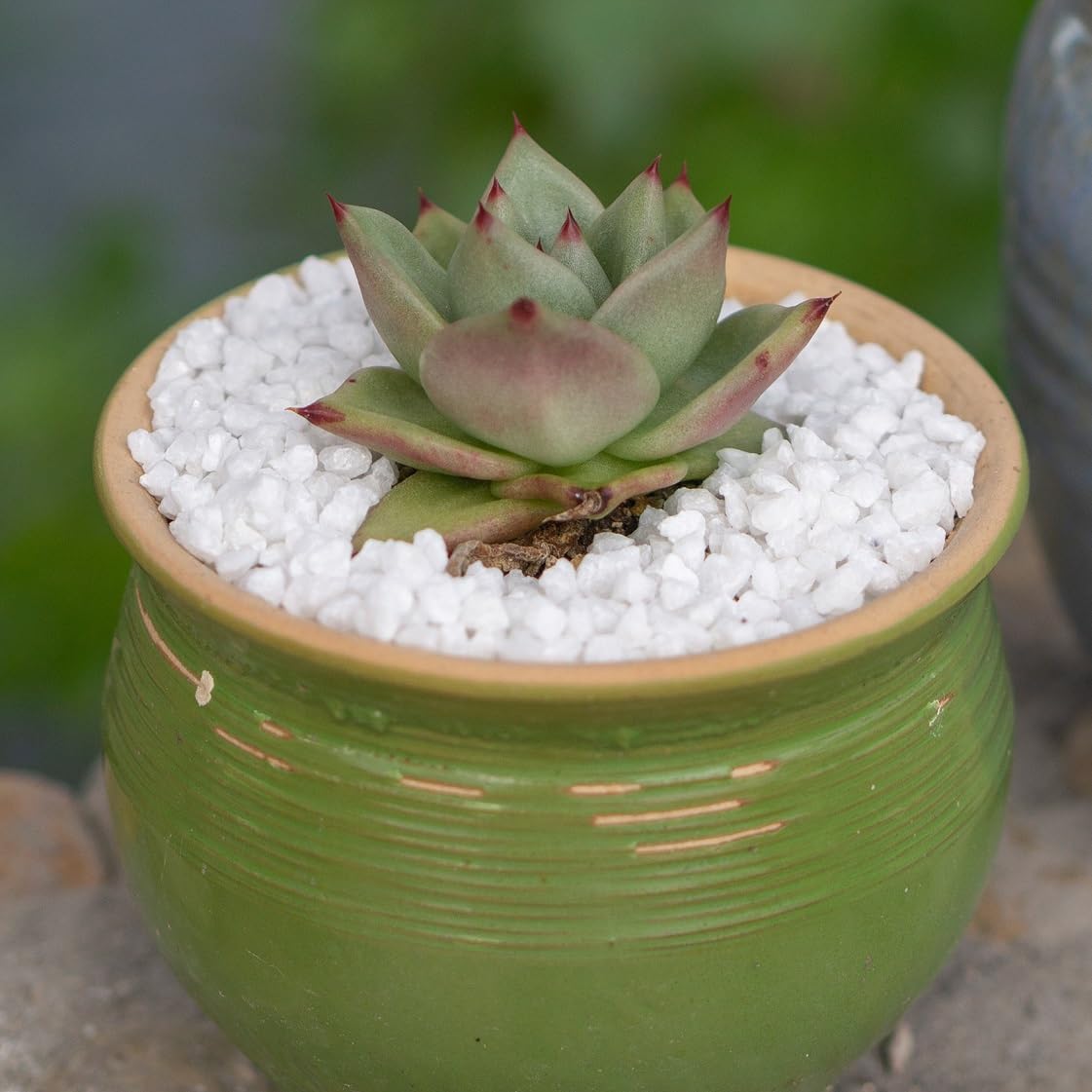 HappyFiller Succulent Cactus Soil Cover Gravels,Indoor Plants Decorative Small Rock,2-5mm Natural White Stones for Aquarium Fish Tank,Grow Media Cultivation Hydroponic Pebbles,1.1 LB