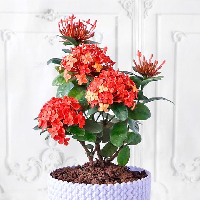 Premium Ixora Plant Potting Mix - Crafted for Vibrant Growth and Profusion of Blossoms - 1 Quart