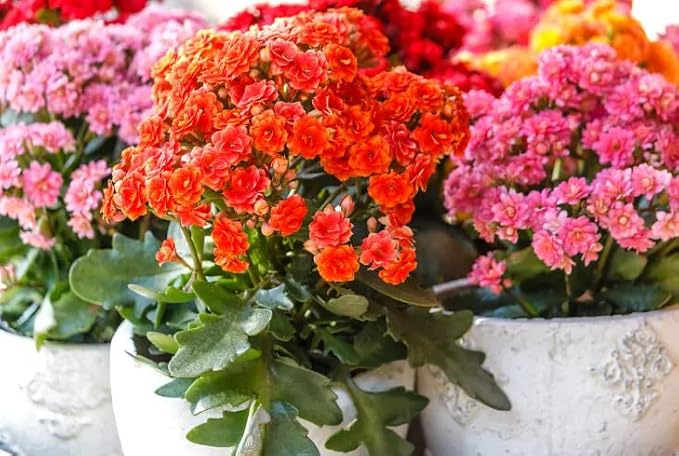 Kalanchoe Plant Premium Potting Mix - Maintain Ideal Air and Moisture Balance for Success - 3 Quart
