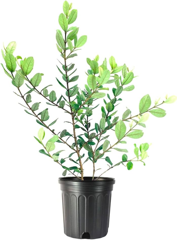 Pineapple Guava | 2 Large Gallon Size Plants | Feijoa Sellowiana | Edible Fruit Shrub and Fragrant Flowering Foliage